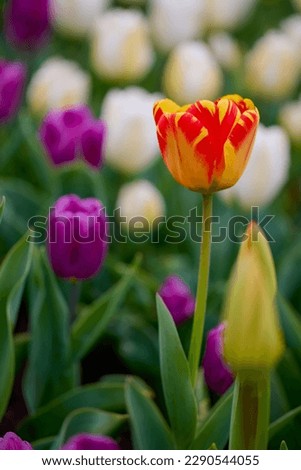 the beautiful picture with the tulip in the park, during spring.