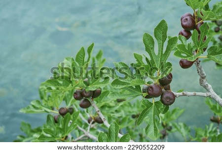 fig tree with ripening figs, selective focus for fruit. Fig grows over a mountain stream, sustainable agriculture and environmental care Royalty-Free Stock Photo #2290552209