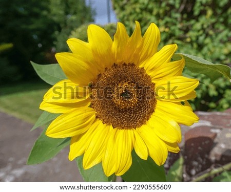 A fresh sunflower during summer. health and vitality concept. Beautiful sunflower head in garden 