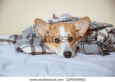 A Pembroke Welsh corgi dog or a cardigan with a reproachful look lies on a cozy sofa covered with a blanket. Cute dog posing at home, front view, place to copy text