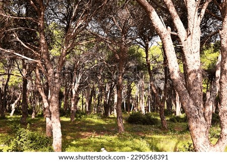 Lots of pine trees with tall trunks and sunbeams streaming through the trees. Dirt paths and spruce needles on the ground are visible between the pines.