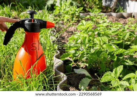 Spraying strawberries with boric acid and iodine during flowering for the ovary and getting rid of diseases and pests. Photosynthesis Royalty-Free Stock Photo #2290568569