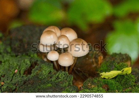 Mushroom on tree trunk. Group of Mycena Mushrooms in the forest.
In English called Oak-stump bonnet cap or clustered bonnet.
Widespread in North America, Europe, Asia and Africa. Royalty-Free Stock Photo #2290574855