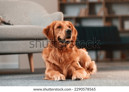 Calm pet is relaxed, lying down on the floor. Cute Golden retriever dog is indoors in the domestic room. Royalty-Free Stock Photo #2290578565