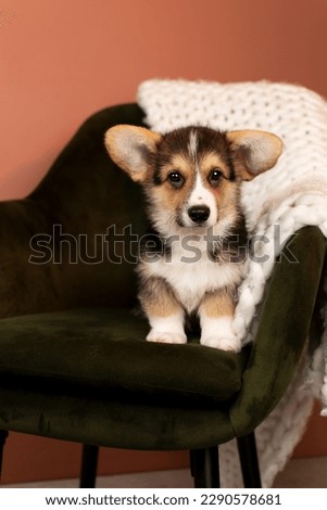 Cute Corgi Pembroke puppy lying on a green armchair with white plaid 