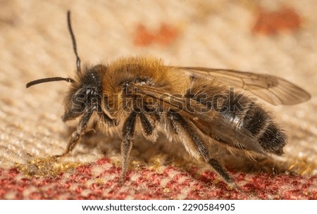 Ultra close up macro shot of a bee isolated on dark background 