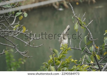 In Bangalore,Karnataka
I took a picture of the Indian Pond Heron on December 10, 2022.