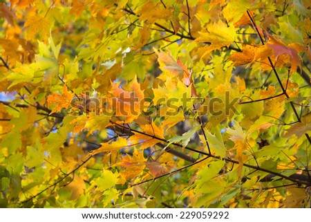 yellow and green leaves at the beginning of folliage season create airy fresh background