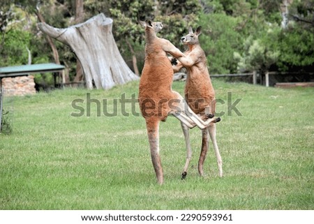 the two male red kangaroos are fighting for the dominant position in the mob