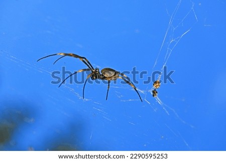 Golden orb weaving spider with a blue sky background