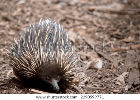 The echidna has spines like a porcupine, a beak like a bird, a pouch like a kangaroo, and lays eggs like a reptile. Also known as spiny anteaters, they're small, solitary mammals native to Australia Royalty-Free Stock Photo #2290599771