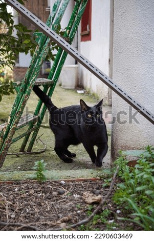 Black cat going under some stairs in a garden.