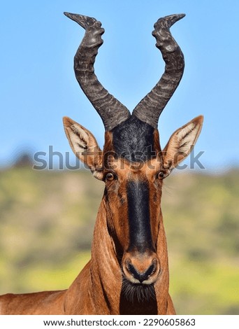 portrait of a red hartebeest antelope Royalty-Free Stock Photo #2290605863