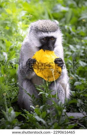 Wild cute vervet monkey eating a mango in grass in the Ngorongoro Crater National Park, Tanzania, Africa