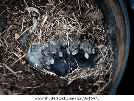 Newborn baby rabbits with shut eyes, open ears and grey-black fur are sleeping in nature nest box top of mulched plastic nursery pot at home garden in Dallas, Texas, USA. Cute little kittens wildlife