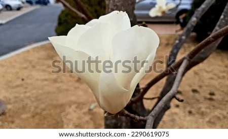 Close up of a white color 'Magnolia kobus' flower against a bright nature background.