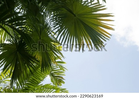 Tall palm trees with clear blue sky in background