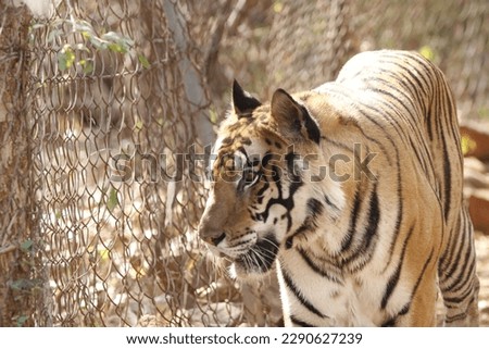 The Bengal tiger is a population of the Panthera tigris tigris subspecies and the nominate Tiger subspecies