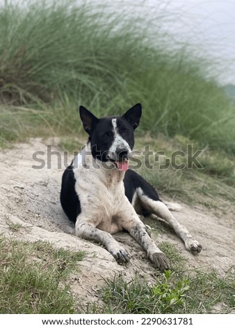 The dog is resting in a riverside in heavy hot weather in a summer.The black dogs looks too much helpless here.But he is cute enough to be a subject of photography.