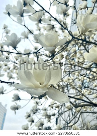 Pure white, magnolia in sping
