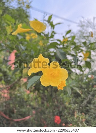yellow flower home garden in summer