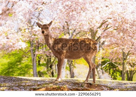 Deer with Pink Sakura Trees Background in Spring at Nara Park, Nara, Japan Royalty-Free Stock Photo #2290656291