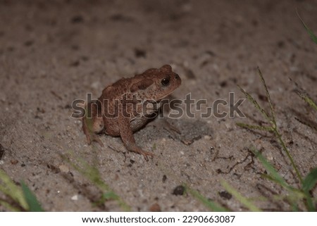 Its a toad at night sitting in the sand