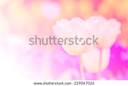 Artistic faded background of colourful spring tulips with a blur effect for a dreamy botanical backdrop in square format