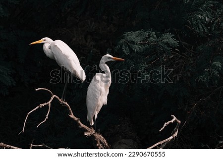 Two beautiful white herons sit in the wind, above the river, against the backdrop of a blurry forest.