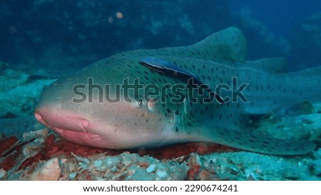 Leopard shark also called zebra shark with cleaner fish remora on his head from detailed picture lying on the sandy bottom in deep blue warm water of Andaman sea, Thailand.