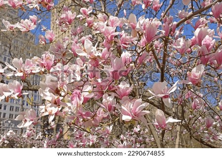 Magnolia soulangeana (Magnolia denudata - Magnolia liliiflora), saucer magnolia, in Central Park, New York City