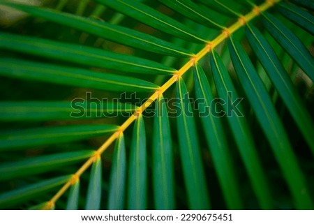Colorful bright green and yellow structures of a palm tree frond in a tropical a garden on Martinique island lit by warm evening sunlight. Background with selective focus and geometric structure.