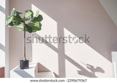 Stairs podium, stairs platform with ficus lirata. Podium with stairs . Studio room background with sunlight and shadows for product demonstration. The tropical plant. Geometry form. High quality photo