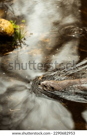 Beautiful otter swimming, rhythm on the water, beautiful light and reflections 
