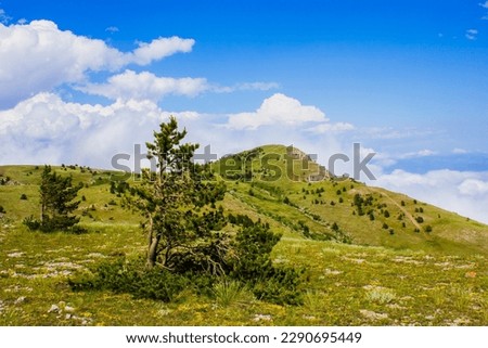 Green hills on a cliff, rocks, with a pine tree in the foreground, stones and grass with a bright blue sky and voluminous clouds that lie on the hills during the day in the summer in Ukraine