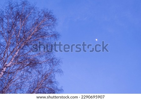 Tree branches against the background of the night sky with the moon.Night sky with moon. 
