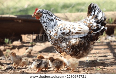 Free range hen with clutch of chicks