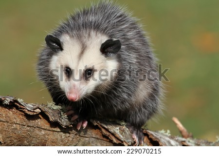 young female possum on branch