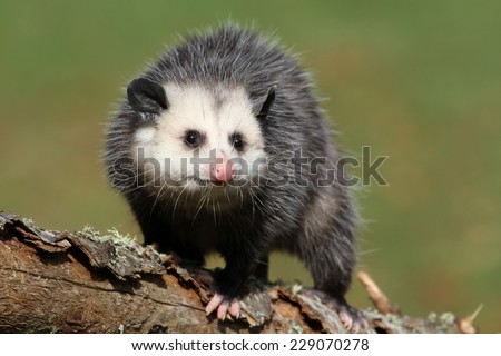 curious female possum on branch