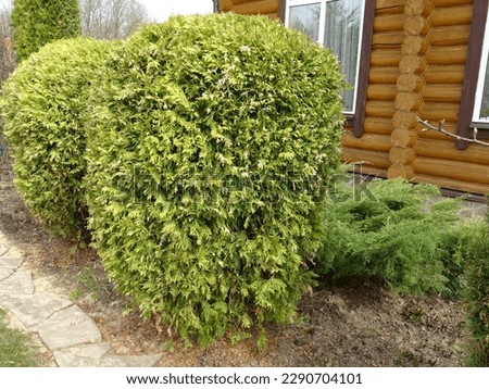 Garden corner, in the foreground, perfectly round spring Thuja occidentalis "Golden Globe", garden in the Moscow region, April 2023.
