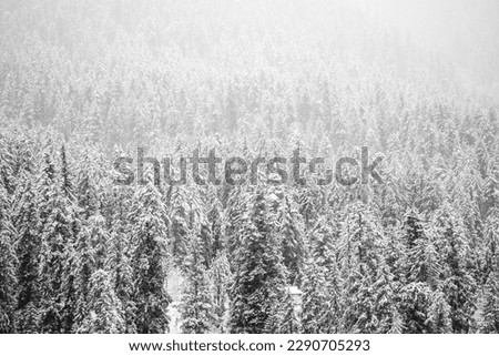 The picture portrays a stunning winter wonderland scene, with tall and slender pine trees standing proudly in the midst of a snow-covered landscape. 