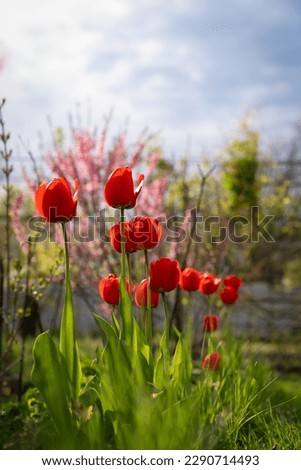 Red tulips bloom in the garden