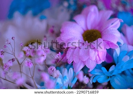 Abstraction. Bright chamomile flowers in lilac color with soft focus close-up. Floral background. Macro.