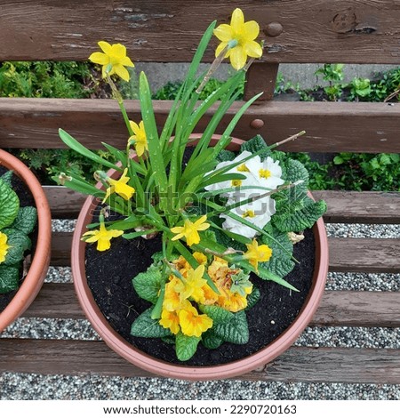 Colourful spring flower pot with yellow daffodils  narcissus and primrose primula ( primula vulgaris) flowers.  Vibrant spring flowers.