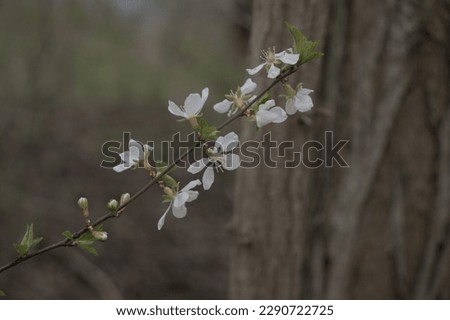 branch of apricot, peach, plum, flowers in the forest, wonderful, beautiful, little joys, fragrant gift, nature, spring, picture, color, freshness, tourism, ecology