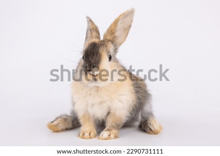 Healthy lovely baby bunny easter brown rabbit on white nature background. Cute fluffy rabbit, animal symbol of easter day festival. Happy new year rabbit zodiac Chinese year.