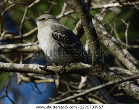 Northern Mockingbird, Texas state bird