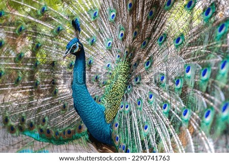  Peacock shows its colorful plumage