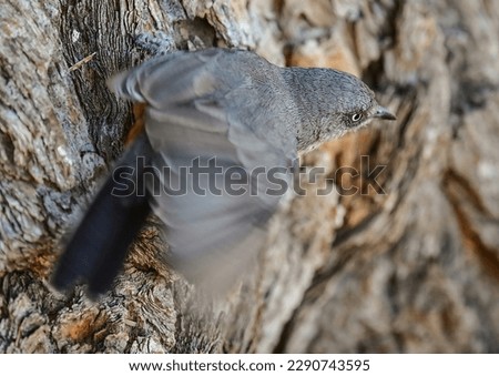 chestnut-vented tit-babbler hunting for insects Royalty-Free Stock Photo #2290743595