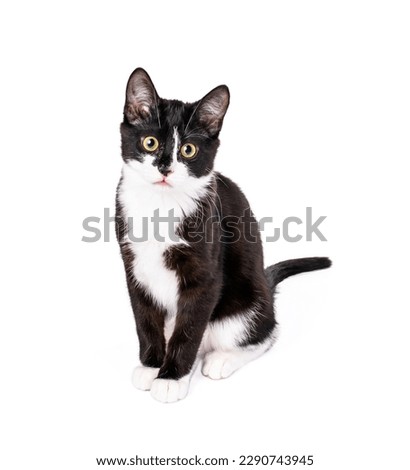Cute tuxedo kitten sitting isolated on white